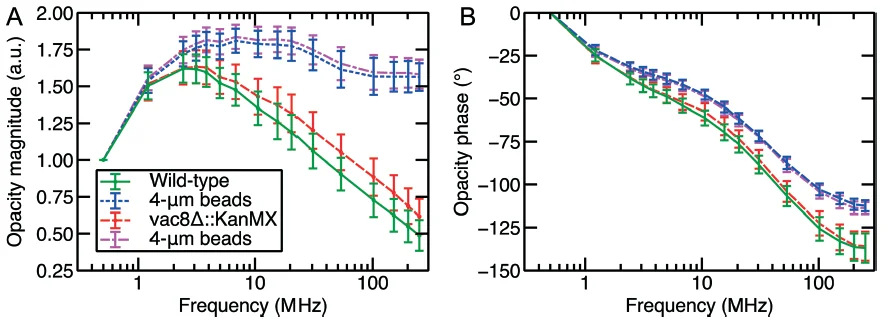 Figure 3: Magnitude (A) and phase (B) of the opacity of 4-µm beads, wild-type and vacuole-deficient yeast cells